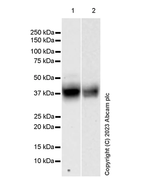 Western blot - Anti-SLC16A3/MCT 4 antibody [EPR28177-30] (AB308528)