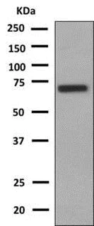Western blot - Anti-SLC17A1 antibody [EPR9614] - BSA and Azide free (AB249063)