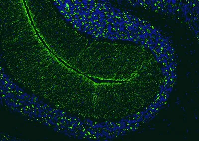 Immunohistochemistry (Formalin/PFA-fixed paraffin-embedded sections) - Anti-Slc17a6 antibody [N29/29] - Chicken IgY (Chimeric) (AB325670)