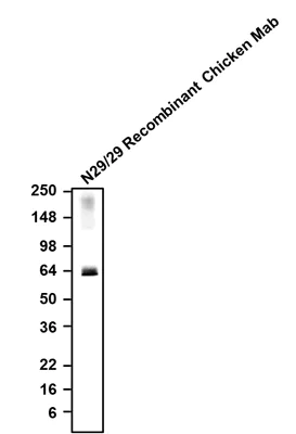 Western blot - Anti-Slc17a6 antibody [N29/29] - Chicken IgY (Chimeric) (AB325670)