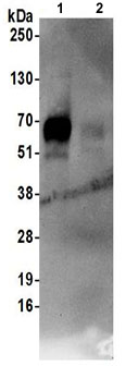 Immunoprecipitation - Anti-SLC1A5/ASCT2 antibody (AB187692)