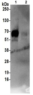 Immunoprecipitation - Anti-SLC1A5/ASCT2 antibody (AB187692)