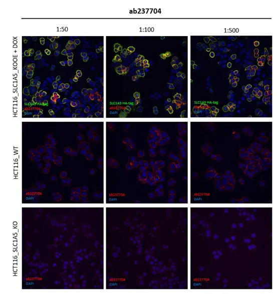 Immunocytochemistry/ Immunofluorescence - Anti-SLC1A5/ASCT2 antibody [CAL33] (AB237704)