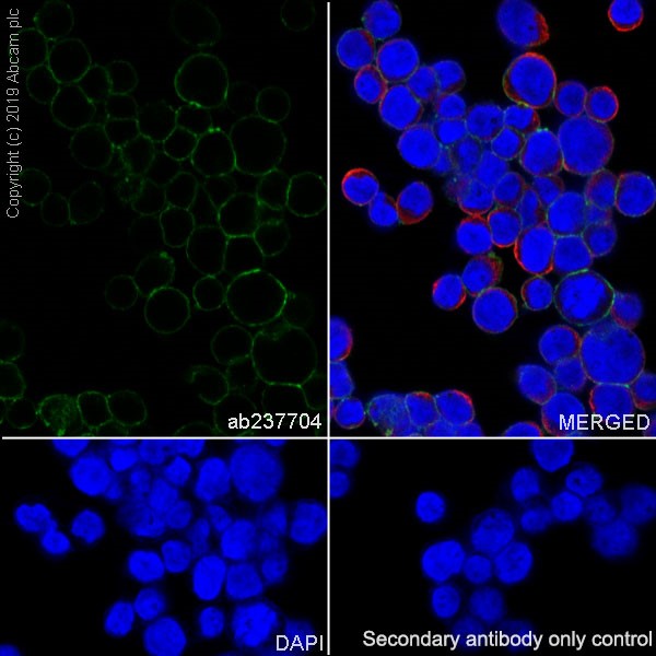 Immunocytochemistry/ Immunofluorescence - Anti-SLC1A5/ASCT2 antibody [CAL33] (AB237704)