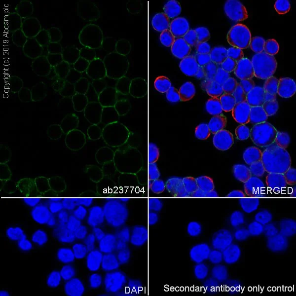 Immunocytochemistry/ Immunofluorescence - Anti-SLC1A5/ASCT2 antibody [CAL33] (AB237704)
