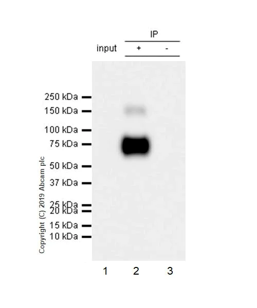 Immunoprecipitation - Anti-SLC1A5/ASCT2 antibody [CAL33] (AB237704)
