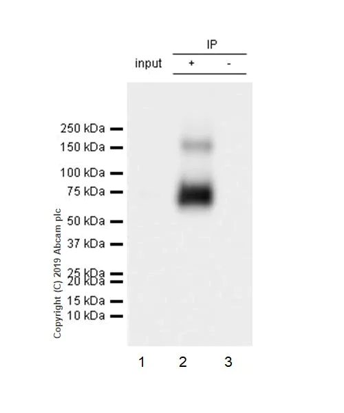 Immunoprecipitation - Anti-SLC1A5/ASCT2 antibody [CAL33] (AB237704)