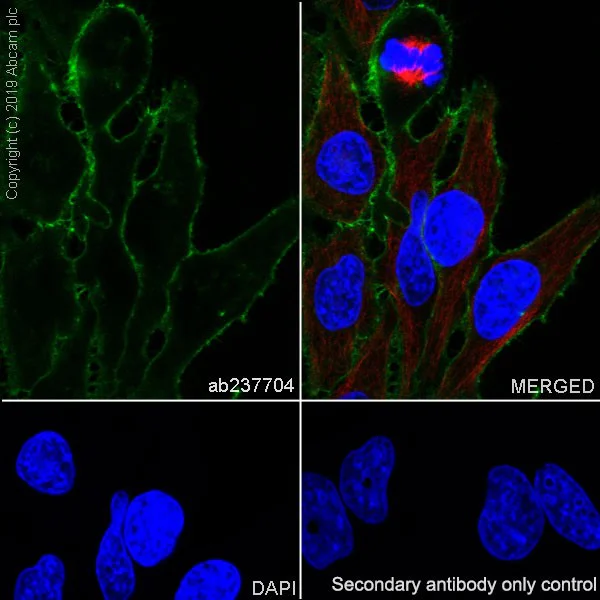 Immunocytochemistry/ Immunofluorescence - Anti-SLC1A5/ASCT2 antibody [CAL33] - BSA and Azide free (AB251591)
