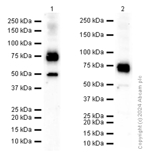 Western blot - Anti-SLC1A5/ASCT2 antibody [CAL33] - BSA and Azide free (AB251591)