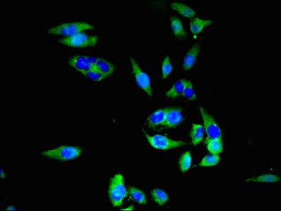 Immunocytochemistry/ Immunofluorescence - Anti-SLC20A1 antibody (AB237527)