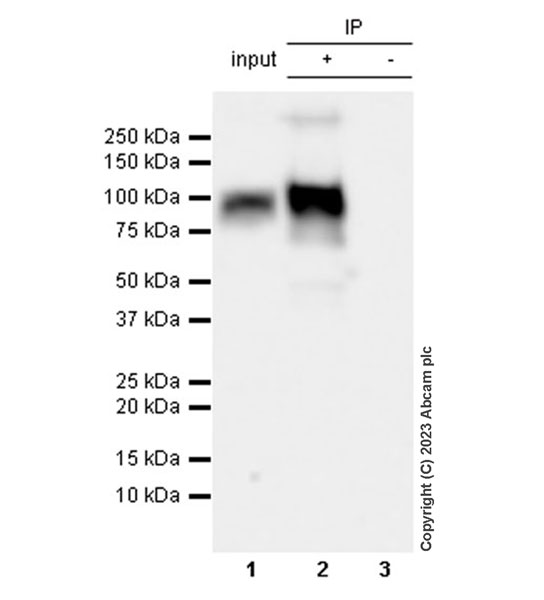 Immunoprecipitation - Anti-SLC20A1 antibody [EPR27557-86] (AB309356)