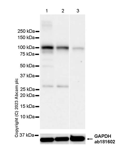 Western blot - Anti-SLC20A1 antibody [EPR27557-86] (AB309356)