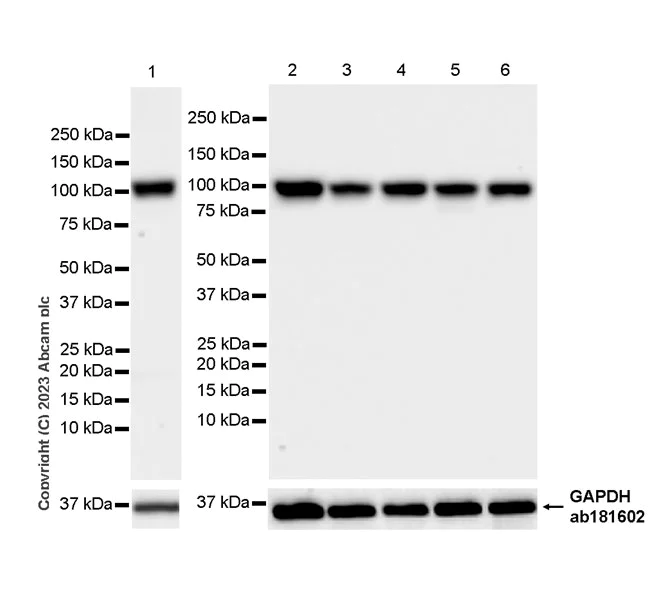 Western blot - Anti-SLC20A1 antibody [EPR27557-86] (AB309356)