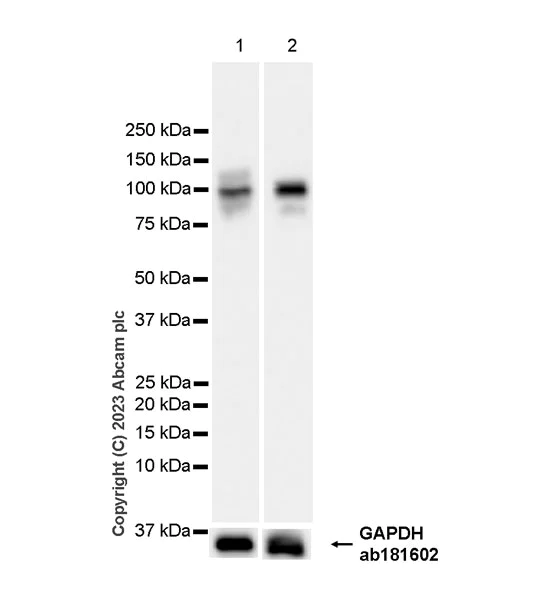 Western blot - Anti-SLC20A1 antibody [EPR27557-86] (AB309356)