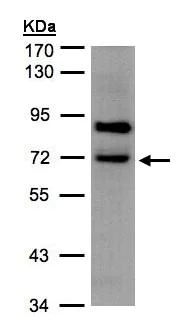 Western blot - Anti-SLC20A2/PIT2 antibody (AB155259)