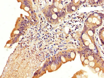 Immunohistochemistry (Formalin/PFA-fixed paraffin-embedded sections) - Anti-SLC22A23 antibody (AB235004)