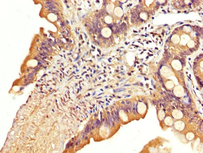 Immunohistochemistry (Formalin/PFA-fixed paraffin-embedded sections) - Anti-SLC22A23 antibody (AB235004)