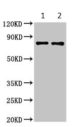 Western blot - Anti-SLC22A23 antibody (AB235004)