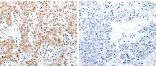 Immunohistochemistry (Formalin/PFA-fixed paraffin-embedded sections) - Anti-SLC22A3/OCT3 antibody (AB183071), expandable thumbnail