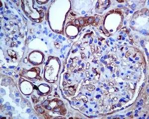Immunohistochemistry (Formalin/PFA-fixed paraffin-embedded sections) - Anti-SLC22A3/OCT3 antibody [EPR6630] (AB124826)