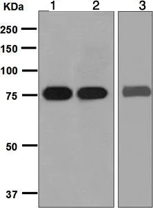 Western blot - Anti-SLC22A3/OCT3 antibody [EPR6630] - BSA and Azide free (AB248023)