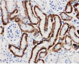Immunohistochemistry (Formalin/PFA-fixed paraffin-embedded sections) - Anti-SLC22A6 antibody (AB131087)