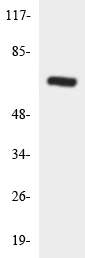 Western blot - Anti-SLC24A6 antibody (AB136975)