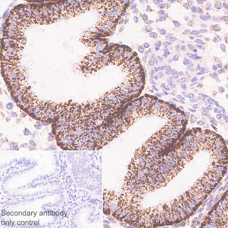 Immunohistochemistry (Formalin/PFA-fixed paraffin-embedded sections) - Anti-Slc25a1 antibody [EPR29193-92] - BSA and Azide free (AB318202)