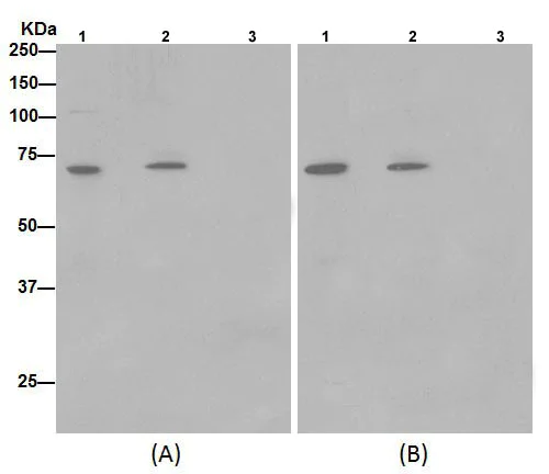 Immunoprecipitation - Anti-SLC25A12 antibody [EPR16294] - BSA and Azide free (AB246329)