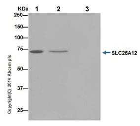 Immunoprecipitation - Anti-SLC25A12 antibody [EPR16294] - BSA and Azide free (AB246329)