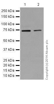 Western blot - Anti-SLC25A12 antibody [EPR16294] - BSA and Azide free (AB246329), expandable thumbnail