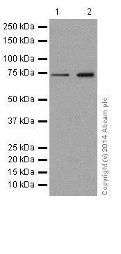 Western blot - Anti-SLC25A12 antibody [EPR16294] - BSA and Azide free (AB246329), expandable thumbnail