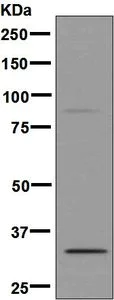 Western blot - Anti-SLC25A38 antibody [EPBHMR1] - BSA and Azide free (AB248578)