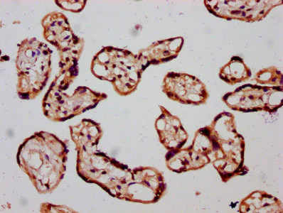 Immunohistochemistry (Formalin/PFA-fixed paraffin-embedded sections) - Anti-SLC26A2/DTD antibody (AB238591)