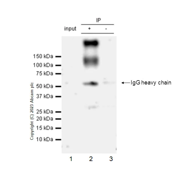 Immunoprecipitation - Anti-SLC26A2/DTD antibody [EPR27119-17] (AB308625)