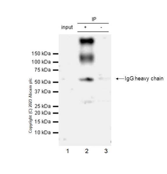 Immunoprecipitation - Anti-SLC26A2/DTD antibody [EPR27119-17] - BSA and Azide free (AB308626), expandable thumbnail