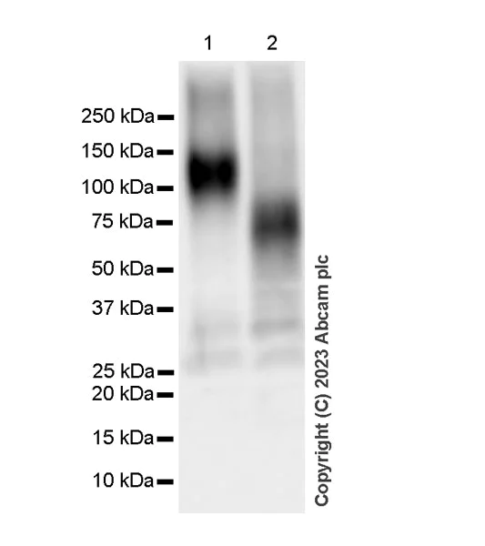 Western blot - Anti-SLC26A2/DTD antibody [EPR27119-17] - BSA and Azide free (AB308626)
