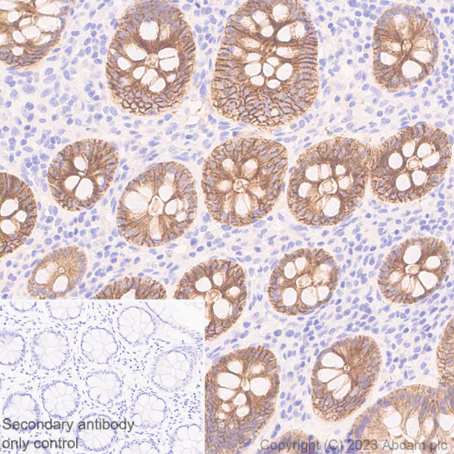 Immunohistochemistry (Formalin/PFA-fixed paraffin-embedded sections) - Anti-SLC26A2/DTD antibody [EPR27119-34] - BSA and Azide free (AB308628)