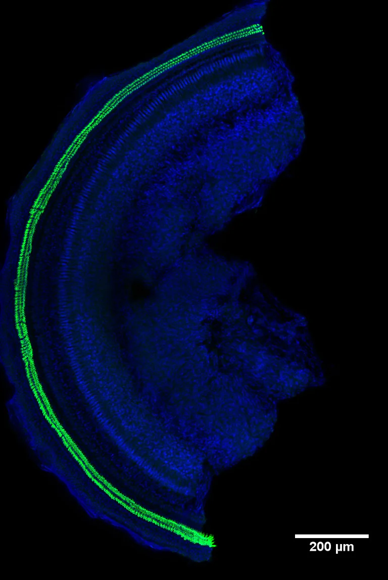 IHC - Wholemount - Anti-SLC26A5 antibody [EPR22715-53] - BSA and Azide free (AB269870)