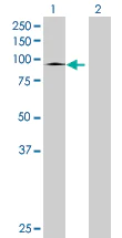 Western blot - Anti-SLC26A6/Pat1 antibody (AB67959)