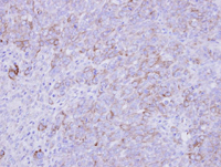Immunohistochemistry (Formalin/PFA-fixed paraffin-embedded sections) - Anti-SLC26A8 antibody (AB97782), expandable thumbnail