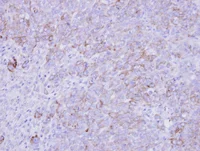 Immunohistochemistry (Formalin/PFA-fixed paraffin-embedded sections) - Anti-SLC26A8 antibody (AB97782)