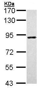 Western blot - Anti-SLC26A8 antibody (AB97782), expandable thumbnail