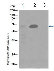 Immunoprecipitation - Anti-SLC27A4 / FATP4 antibody [EPR17319] - BSA and Azide free (AB271965)