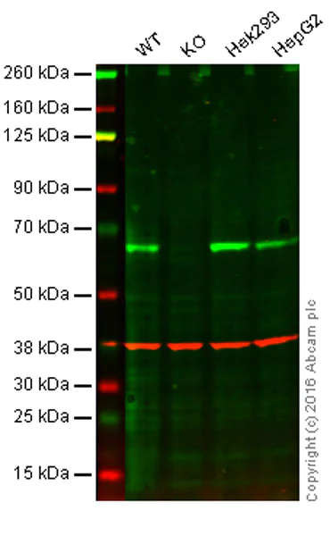 Western blot - Anti-SLC27A4 / FATP4 antibody [EPR17319] - BSA and Azide free (AB271965)