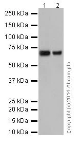 Western blot - Anti-SLC27A4 / FATP4 antibody [EPR17319] - C-terminal (AB199719)