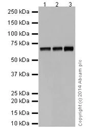 Western blot - Anti-SLC27A4 / FATP4 antibody [EPR17319] - C-terminal (AB199719)