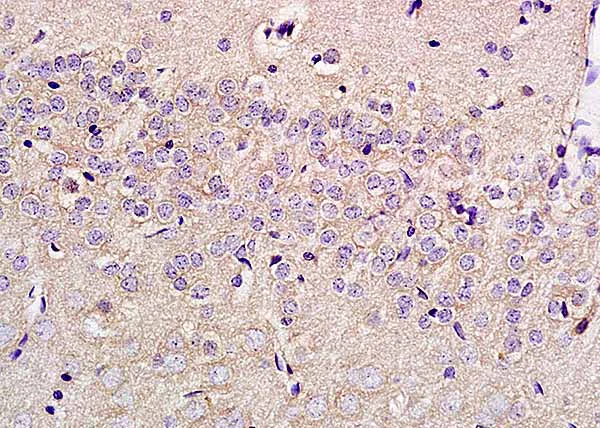 Immunohistochemistry (Formalin/PFA-fixed paraffin-embedded sections) - Anti-SLC29A4/PMAT antibody (AB214203)