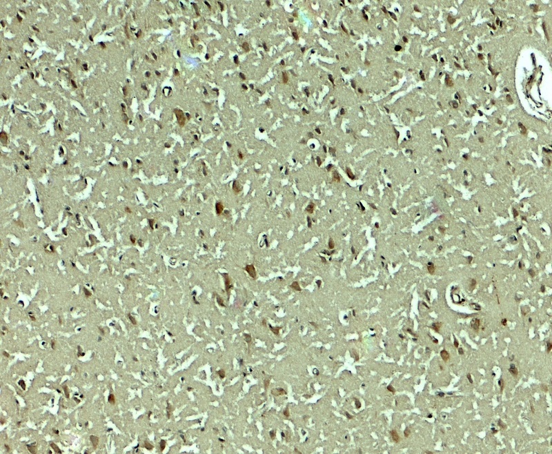 Immunohistochemistry (Formalin/PFA-fixed paraffin-embedded sections) - Anti-SLC29A4/PMAT antibody (AB254574)