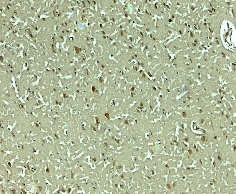 Immunohistochemistry (Formalin/PFA-fixed paraffin-embedded sections) - Anti-SLC29A4/PMAT antibody (AB254574)
